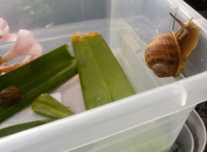 Common garden snail