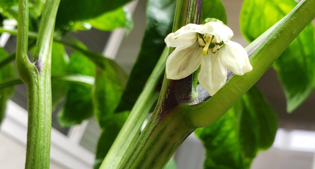 Fiddy Wrote a&nbsp;Book