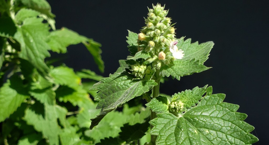 Off-Blog: Sheet Mask Ingredients, Anti-Aging Lessons, Acids&nbsp;Prep