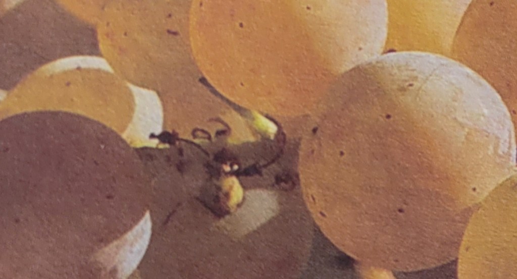 SPONSORED: Papa Recipe Is One of the Best Korean Skincare Brands to Fly Under the&nbsp;Radar